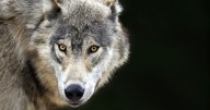State Wildlife Commission member seeks changes around wolf hunting and snaring