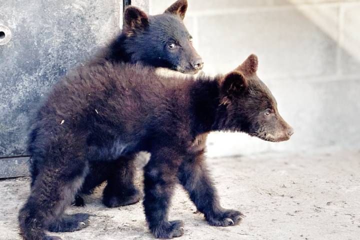 North Island Wildlife Recovery Centre to open bear pavilion