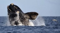 Récord histórico: más de 2.100 ballenas en Península Valdés en la temporada