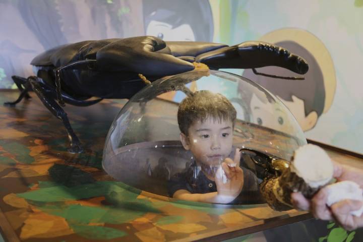 Bugs are popular pets in nature-loving Japan, buzzing with lessons about ecology and species