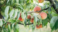 The Pretty Orange Flower That Can Suppress Weeds & Deter Pests From Your Peach Tree