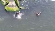 VIDEO: NYPD cops jump into ocean to chase car thief who leapt off Far Rockaway dock
