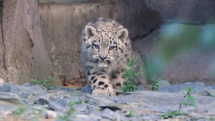Adorable snow leopard cub takes her first steps outside enclosure at UK zoo