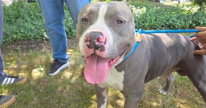 Pets on Set: Drako
