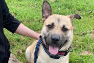 Kitimat's Cocoa the wonder dog defies odds, amputation cancelled