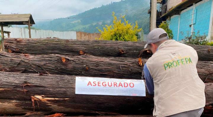Profepa presenta denuncias penales por tala ilegal en Reserva de la Mariposa Monarca