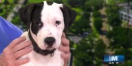'Fur-Ever Friend Friday' Puppy Adoption Event happening