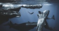 Ocean Photographer of the Year finalists showcase blue planet’s beauty