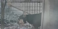 Woman indicted in death of French bulldog left in outdoors kennel in Las Vegas heat