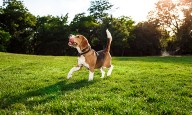 ¿Cuántas veces al día se debe sacar a pasear a un perro?