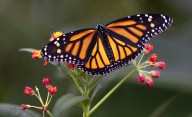 Co-ordinated plan needed to save ‘alarmingly low’ monarch butterfly population: study