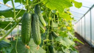 How To Hand Pollinate Cucumber For More Crop