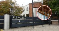 Alarma por fentanilo contaminado: científicos detectaron bacterias similares en otro medicamento creado por HLB Pharma