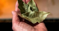 Dónde colocar una hoja de laurel para atraer riqueza y limpiar la energía estancada 