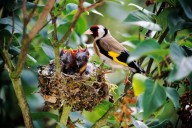 Las luces humanas han alargado el canto de los pájaros