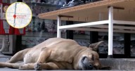 ¿Cómo llegar hasta el “perro gordo de Texcoco”? Las rutas para conocer al lomito