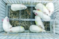 The rats that predicted our future