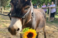 ‘Long walks around the farm’: Ontario miniature donkey’s dating profile goes viral