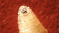 The U.S. confirms its first human case of New World screwworm. What is it?
