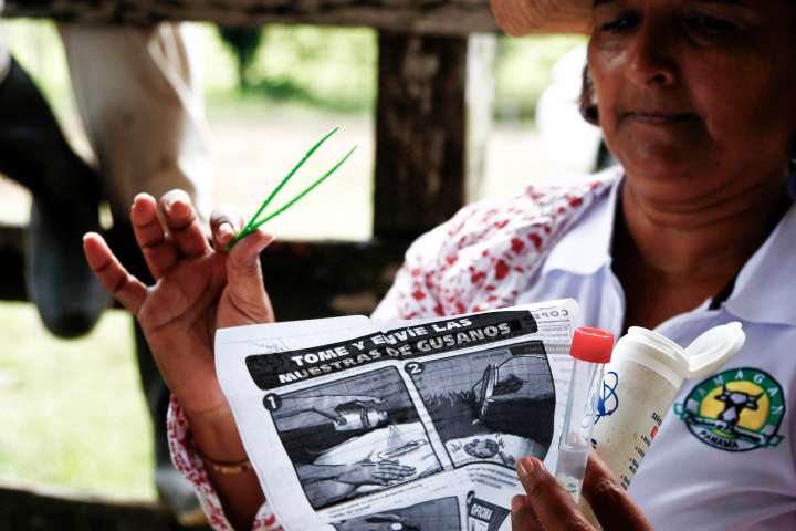 Sector ganadero en Panamá, concienciado "a golpes" en la lucha contra el gusano barrenador