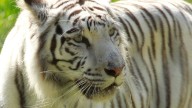 Murió Indira, la tigresa de Bengala del Zoológico de Cali tras ser atacada por su hijo; esto fue lo que pasó