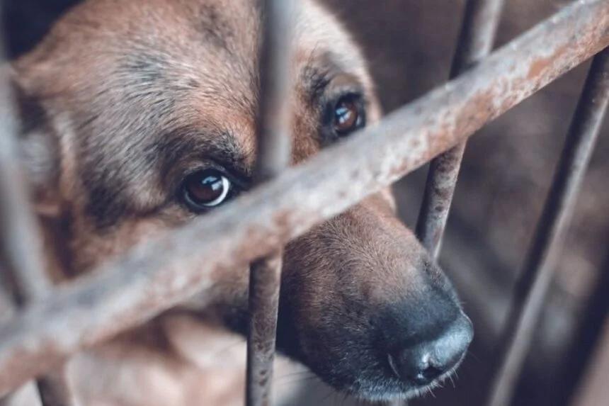 Ministerio Público sancionará maltrato animal con multas y hasta seis años de cárcel
