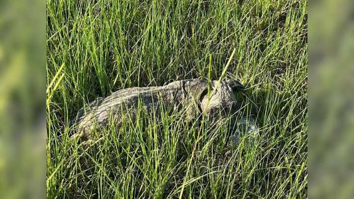 Sick And Starving Puppy Found Lying In Grass In South Carolina After Being Abandoned
