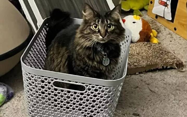 What to Do When Your Indoor Cat Gets Out