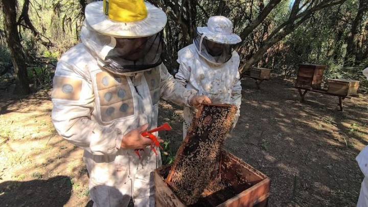 Porudcción apícola: recomendaciones para la prevención del pequeño escarabajo de las colmenas