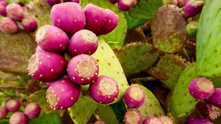 La fruta con la cáscara espinosa que nace de una planta muy conocida: ¿cuál es y de dónde proviene?