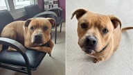 Sweet Pup In Ohio Shelter Spends Over A Year Waiting For A Home