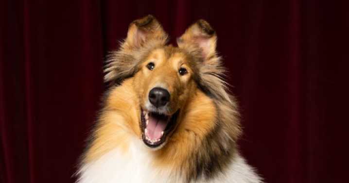 Texas A&M gives health update on Miss Reveille X following eye surgery