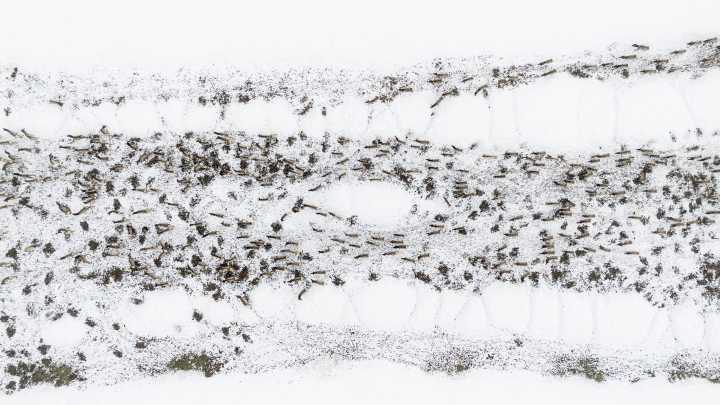 Feedgrounds grow elk herds? Wolves, grizzlies might mop up benefits, study finds.