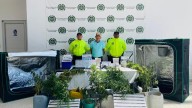 Autoridades desmantelaron laboratorio clandestino de marihuana en Valledupar