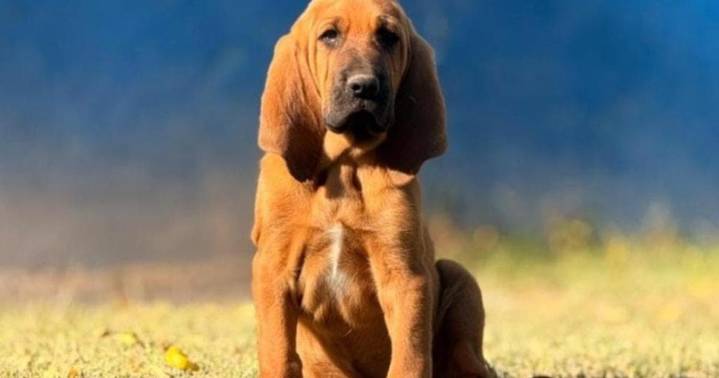 Rex: el perro de nueve meses que se prepara para la búsqueda de personas vivas en Neuquén