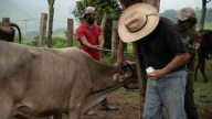 Aumentan casos de miasis en humanos por gusano barrenador en México