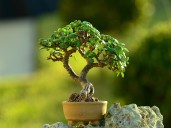 Si tenés un árbol de jade, necesitás conocer este truco con azúcar: cuáles son los beneficios y por qué hacerlo