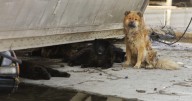 A lesson learned after pets were left behind in Hurricane Katrina: Save the animals