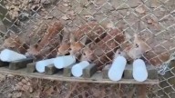 Kentucky 'humanely euthanizes' 22 improperly housed deer to curb CWD threat
