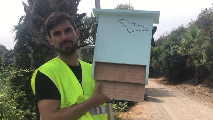 El murciélago, clave para controlar los mosquitos: "Puede comerse 3.000 por noche"