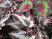 Rex begonias add a splash of color for shade