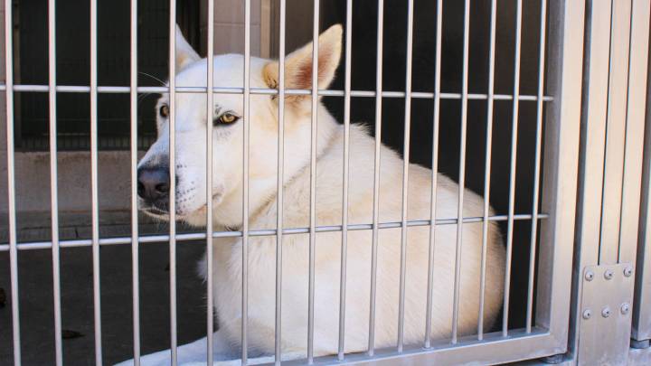 More Pets Available for Adoption at OC Animal Care As Viewing Hours Expand