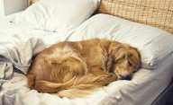 ¿Por qué tu perro duerme con vos?: La verdad te va a sorprender