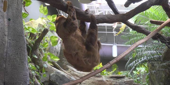 Zoo Knoxville uses cameras to keep an eye on ‘free