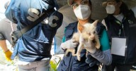 VIDEO: Rescatan 65 gatos en la CDMX en condiciones de "maltrato severo" y en hacinamiento