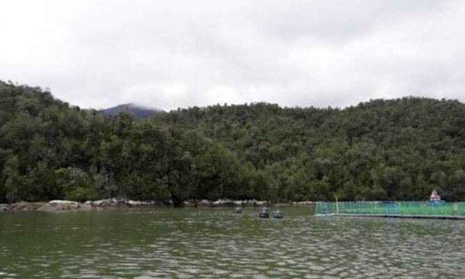 Superintendencia del Medio Ambiente ordenó clausurar  dos centros de engorda de salmonera extranjera en Aysén
