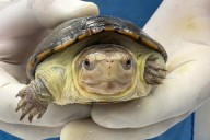 México ha logrado la reproducción en cautiverio de la tortuga más pequeña del mundo