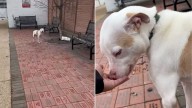 Abandoned Dog Cruelly Tied To A Tree In Missouri Can't Contain Happiness After Being Found