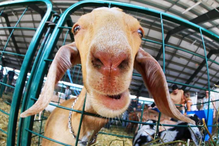 Public invited to weigh in on Michigan’s farming standards