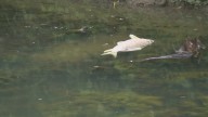 Great Lakes Cheese pauses operations in Franklinville during Ischua Creek investigation